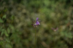 Dichelostemma multiflorum
