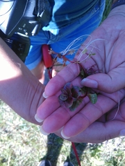 Ludwigia grandiflora