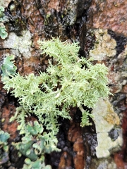 Sphaerophorus globosus