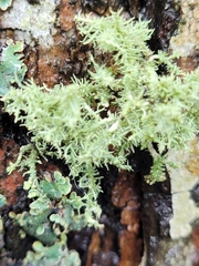 Sphaerophorus globosus