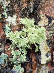 Sphaerophorus globosus