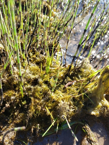 Image of Drepanocladus aduncus by no rights reserved