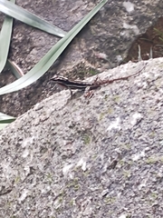Anolis taylori