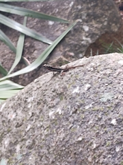 Anolis taylori