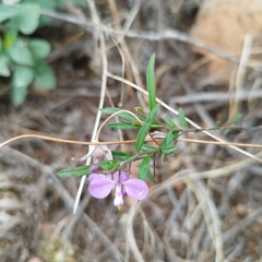 Polygala appressipilis