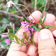 Polygala appressipilis