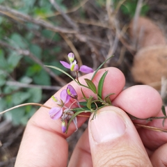 Polygala appressipilis