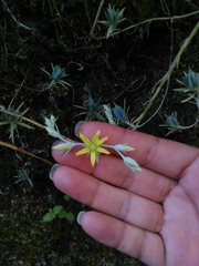 Petrosedum pruinatum