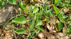 Salpichroa origanifolia