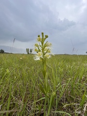 Platanthera praeclara