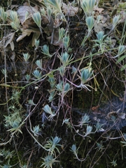 Petrosedum pruinatum