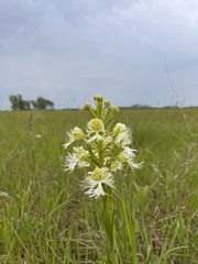 Platanthera praeclara