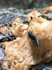 Philonthus caeruleipennis