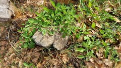 Salpichroa origanifolia