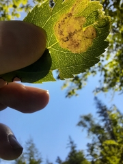 Agromyza valdorensis