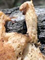 Philonthus caeruleipennis