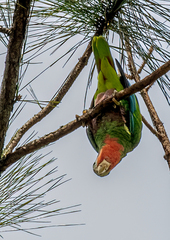 Amazona leucocephala