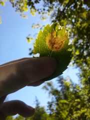 Agromyza valdorensis