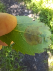 Agromyza valdorensis