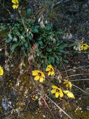 Tuberaria globulariifolia