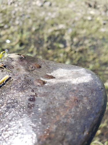 Psephenus falli photo 3