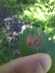 Agromyza valdorensis