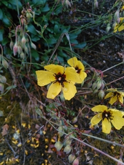 Tuberaria globulariifolia