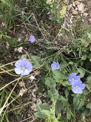 Linum lewisii