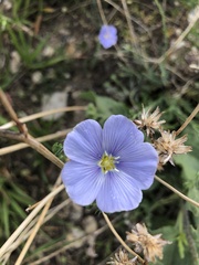 Linum lewisii