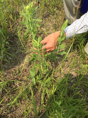 Solidago rigida humilis