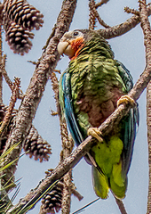 Amazona leucocephala