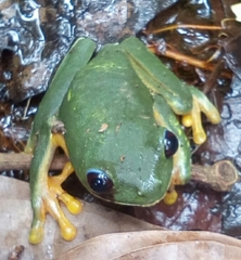 Agalychnis terranova