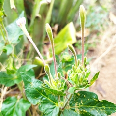 Mirabilis longiflora