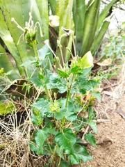 Mirabilis longiflora