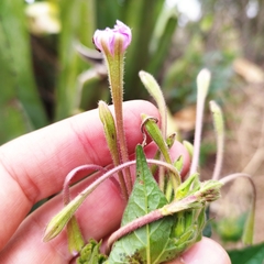 Mirabilis longiflora