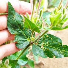 Mirabilis longiflora
