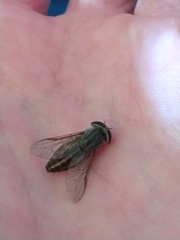 Tabanus subsimilis