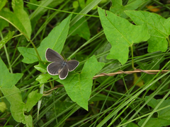 Pseudozizeeria maha