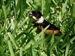 Sporophila torqueola