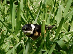 Sporophila torqueola