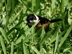 Sporophila torqueola