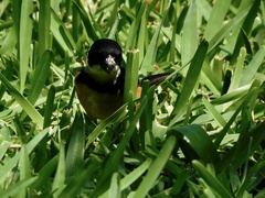 Sporophila torqueola