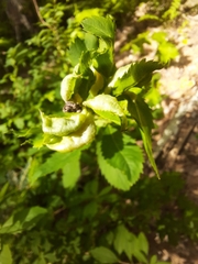 Dasineura salicifoliae