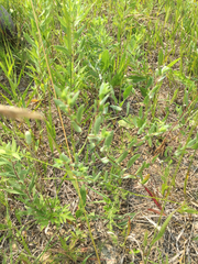 Symphyotrichum sericeum