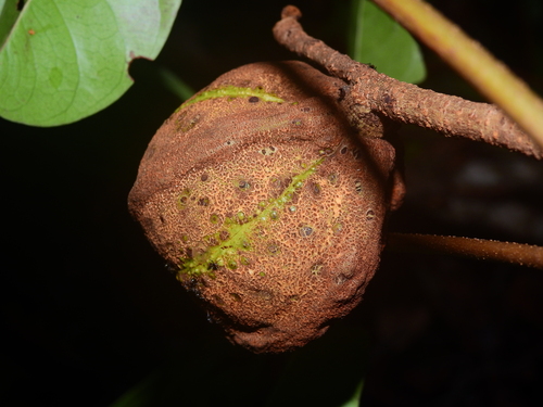 Carapa guianensis - Leaves