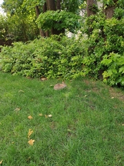 Sylvilagus floridanus