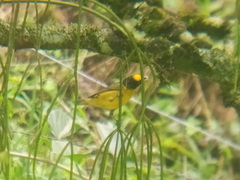 Euphonia laniirostris
