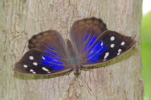 Florida Purplewing photo 3