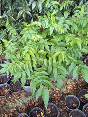 Juglans jamaicensis