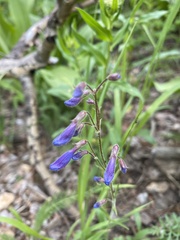 Penstemon inflatus